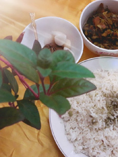 عکسی از دستور ماهی حشو جنوبی