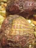 Smokey Lamb on a Grill with Veggies