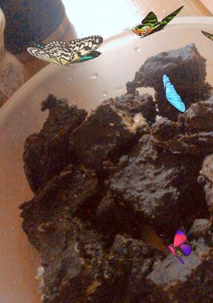 Una foto de Vegan Brownies!