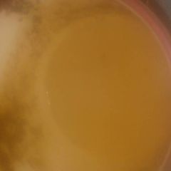 A picture of Purity t.
