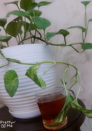عکسی از دستور دمنوش به و گلاب