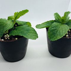 A picture of Chocolate Pot with Cake Filling.