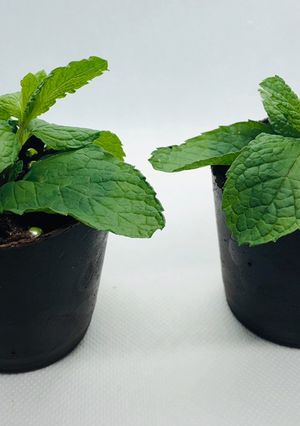 A picture of Chocolate Pot with Cake Filling.