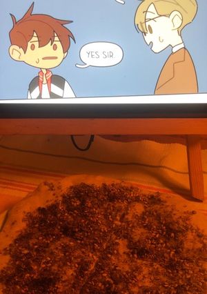 صورة لوصفة فطيرة الزعتر Zaatar pie