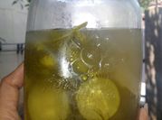 Gambar daun adas timun