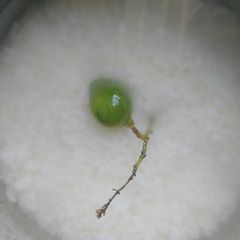 A picture of Pakhaala.