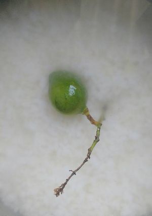 A picture of Pakhaala.