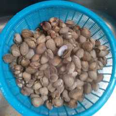 Kerang Dara Kuah Kare রেসিপির প্রধান ছবি