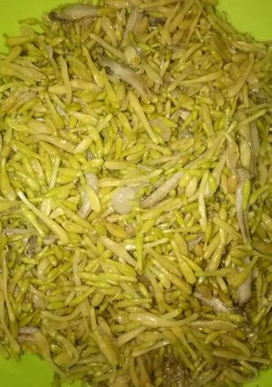 Foto resep Tumis kembang kates spesial