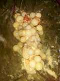 Pepes telur ikan manyung