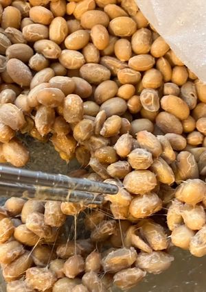 A picture of Homemade Natto.