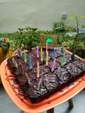 Haan Brownies Ultah Anti Ribet