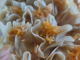 Dimsum ayam udang wortel