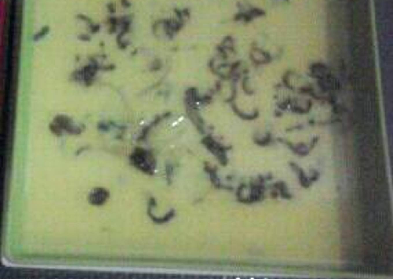 Soto ayam medan