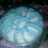 Putri Salju ( Snow White Cookies ) 