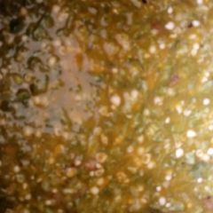 A picture of White okro.