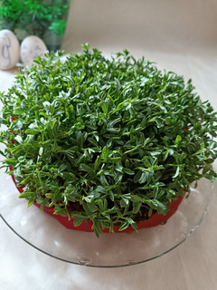 عکسی از دستور سبزه عدس