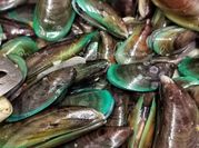 Gambar kepah tumis