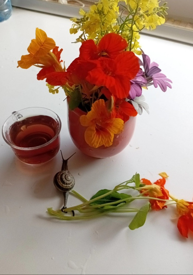 عکسی از دستور چای گل لادن