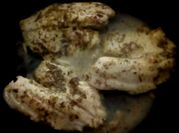 Una foto de tilapia al sarten