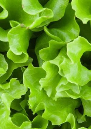 Foto de Salada de alface e rúcula