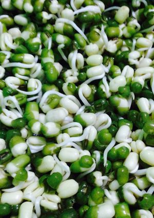 Foto resep Menanam taoge sendiri🌱✌🏻️