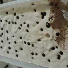 รูปของ Ice cream coklat