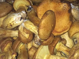 Hongos 🍄 en escabeche