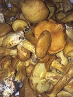 Una foto de Hongos 🍄 en escabeche