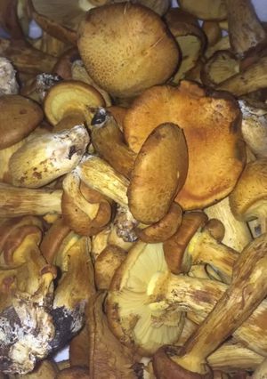 Una foto de Hongos 🍄 en escabeche