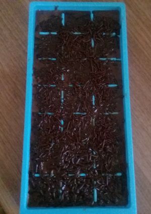 Foto resep Puding Nutrijel Coklat