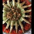 Salade composée tomates betteraves concombre anchois et maquereau