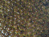 خلية نحل بالجبنة
