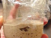 A picture of sour dough starter
