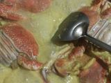 kare kepiting
