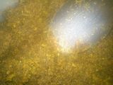 sambal ingkung