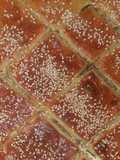 Egyptian Maamoul