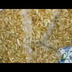 A picture of Murmura chikki.
