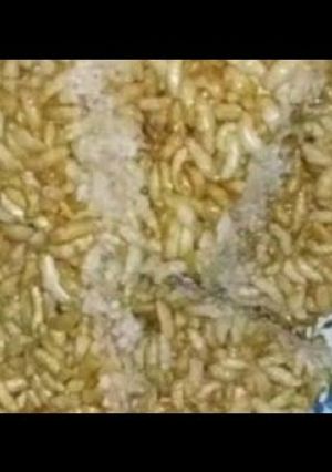 A picture of Murmura chikki.