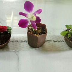 Edible chocolate flower pot dessert A picture of Edible chocolate flower pot dessert.