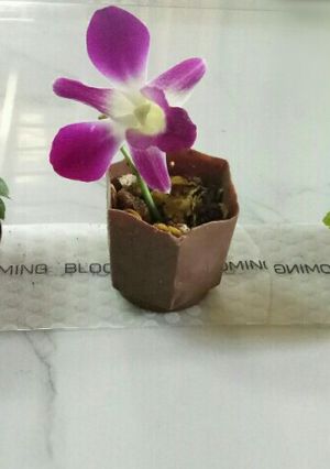 A picture of Edible chocolate flower pot dessert.