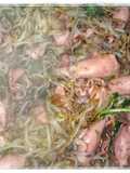 Tumis Cumi Asin Tauge Kucai