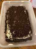 Oreo ice cream cake