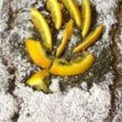 A picture of Olive Oil Orange Cake.