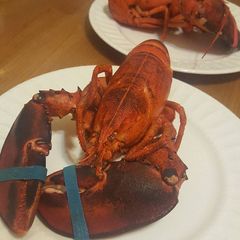 A picture of Lobster.