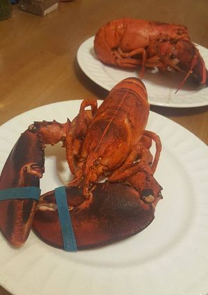 A picture of Lobster.