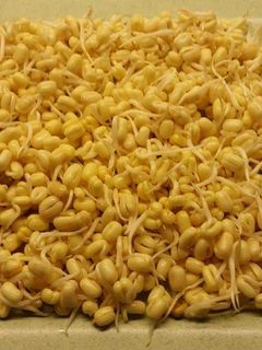 Foto resep Home Made kecambah/tauge
