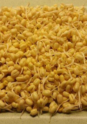 Foto resep Home Made kecambah/tauge