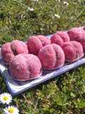 Pesche dolci marchigiane