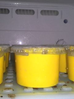 Foto resep Ice cream singapura varian mangga